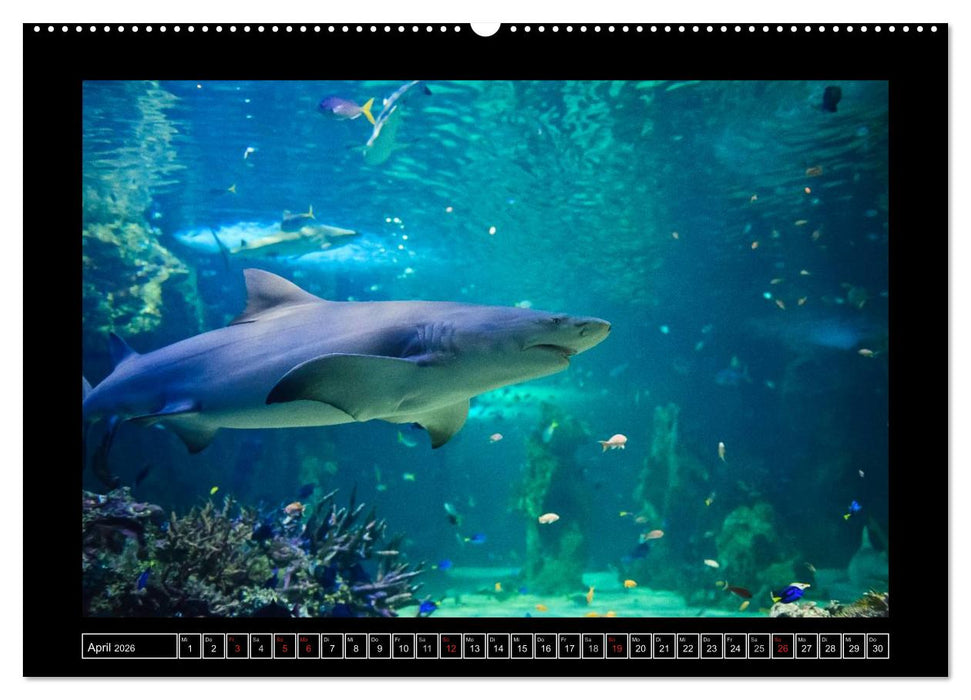 Australia Wildlife (CALVENDO Wandkalender 2026)