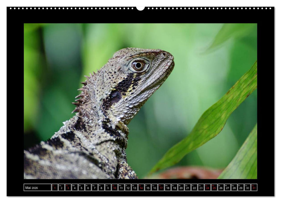 Australia Wildlife (CALVENDO Wandkalender 2026)