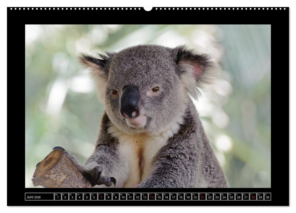 Australia Wildlife (CALVENDO Wandkalender 2026)