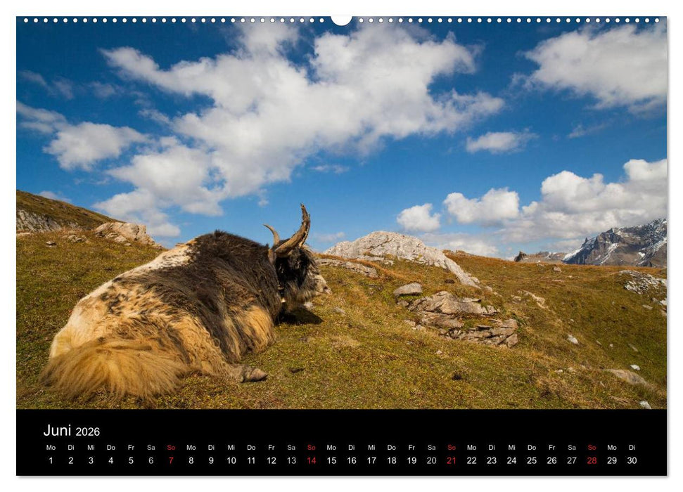 Tierkalender 2026 (CALVENDO Premium Wandkalender 2026)