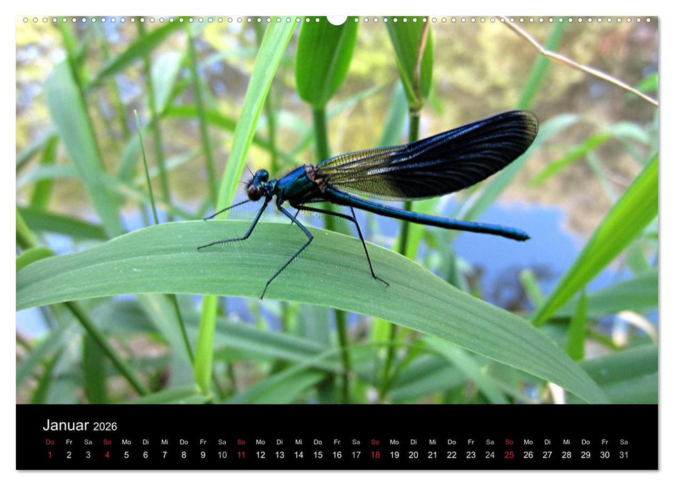 Makro-Kalender 2026 (CALVENDO Wandkalender 2026)