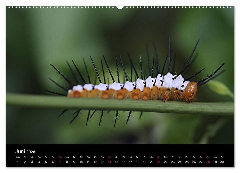 Makro-Kalender 2026 (CALVENDO Wandkalender 2026)