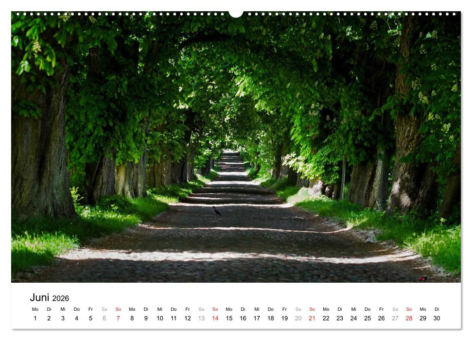 Rügen (CALVENDO Premium Wandkalender 2026)