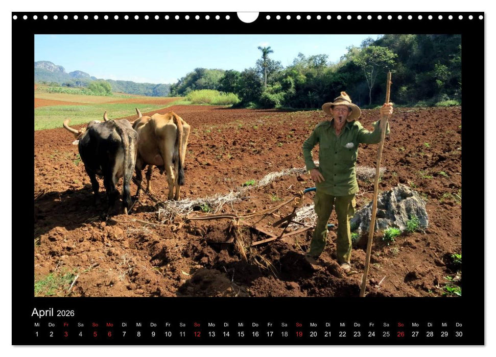 Viva Cuba! (CALVENDO Wandkalender 2026)