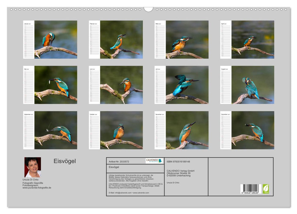 Eisvögel (CALVENDO Wandkalender 2026)