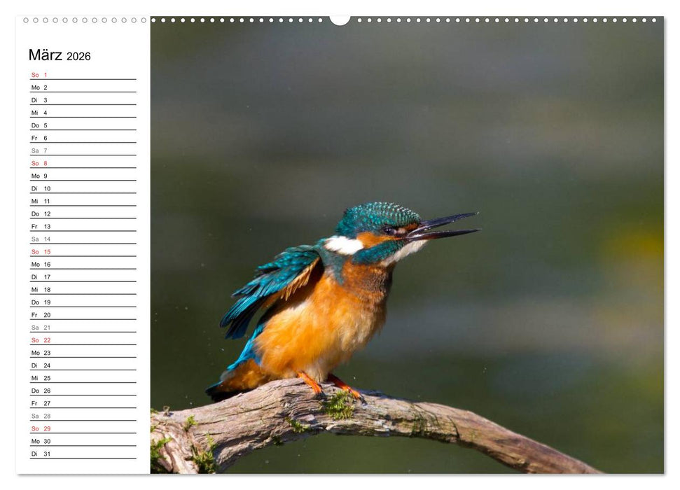 Eisvögel (CALVENDO Wandkalender 2026)