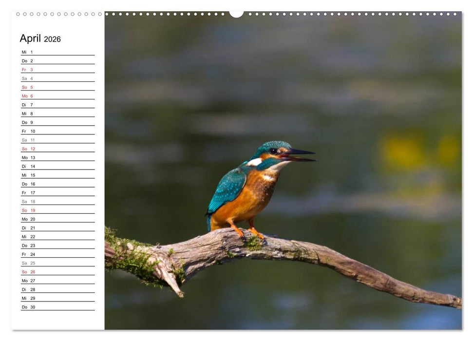 Eisvögel (CALVENDO Wandkalender 2026)