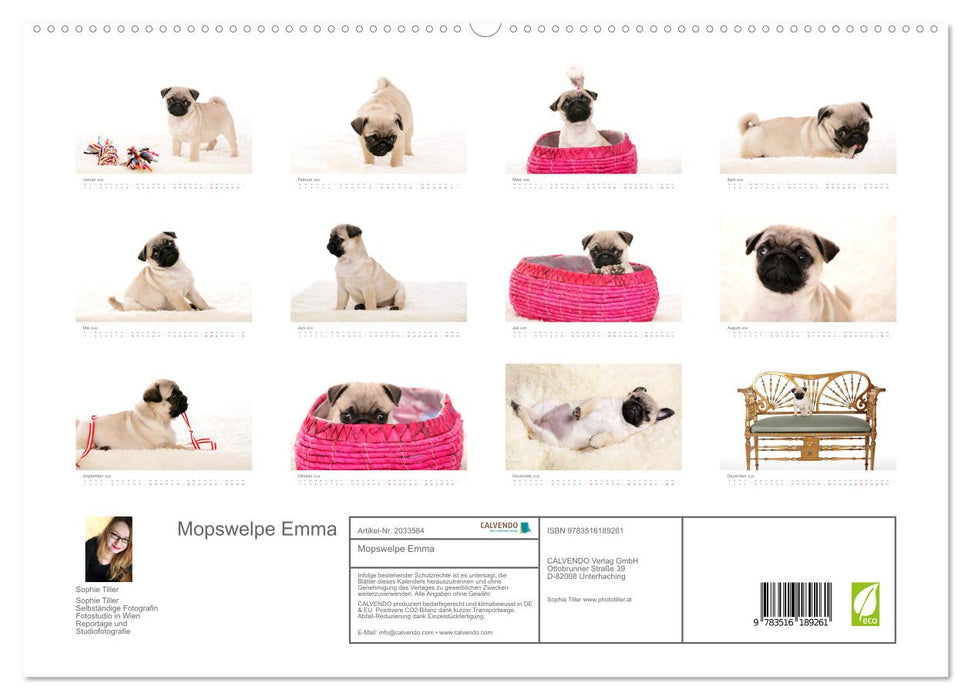Mopswelpe Emma (CALVENDO Premium Wandkalender 2026)
