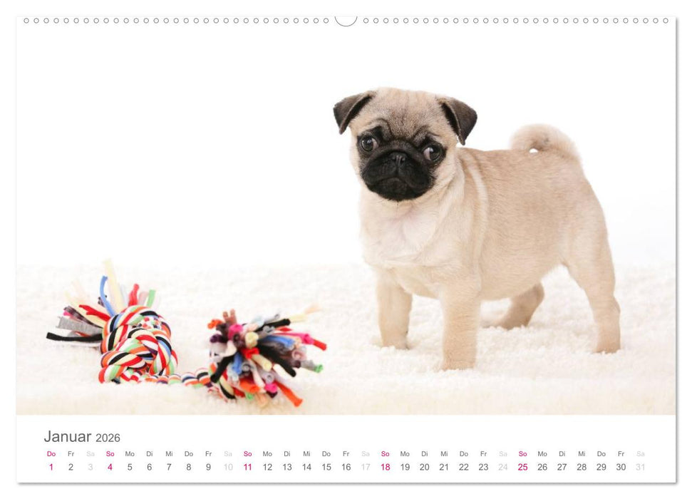 Mopswelpe Emma (CALVENDO Premium Wandkalender 2026)