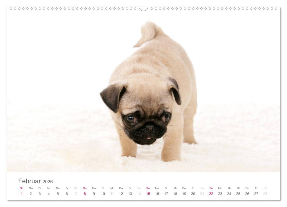 Mopswelpe Emma (CALVENDO Premium Wandkalender 2026)