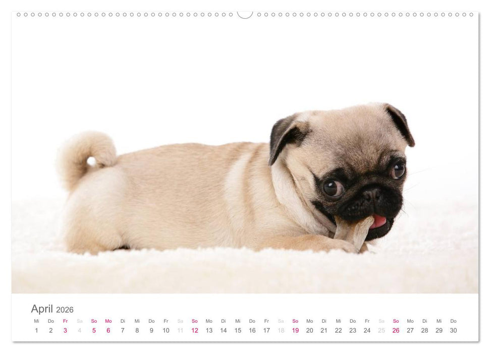 Mopswelpe Emma (CALVENDO Premium Wandkalender 2026)