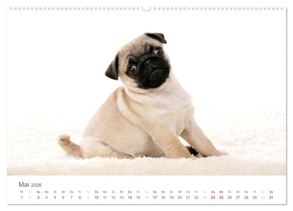 Mopswelpe Emma (CALVENDO Premium Wandkalender 2026)