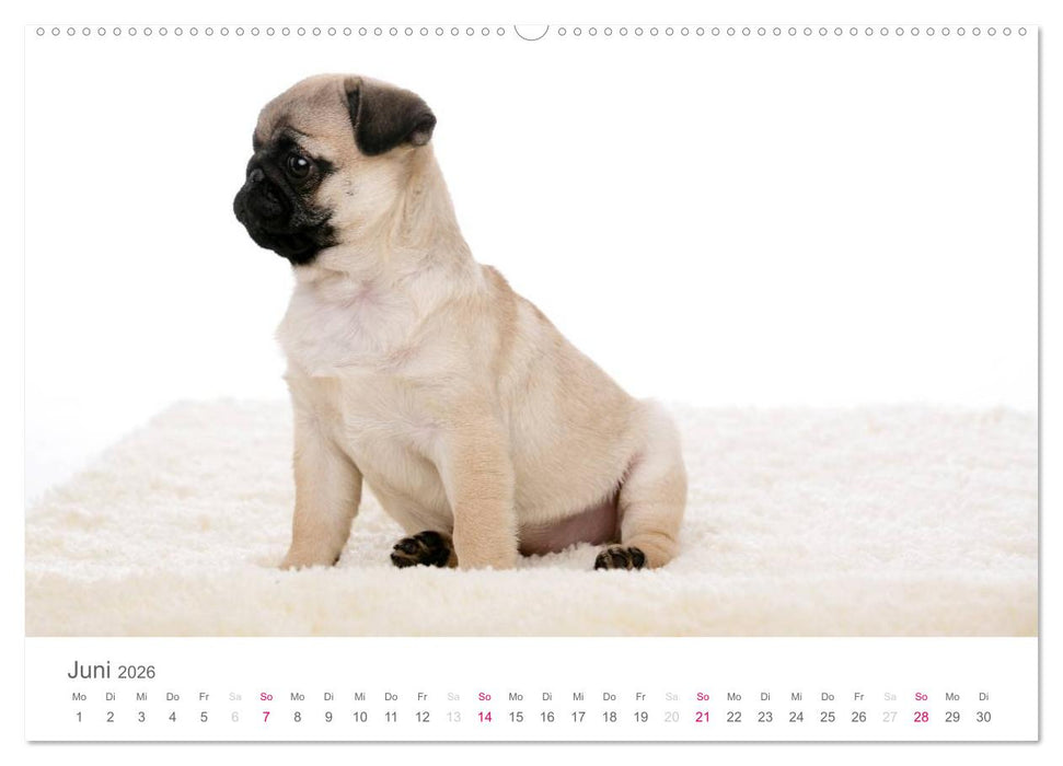Mopswelpe Emma (CALVENDO Premium Wandkalender 2026)