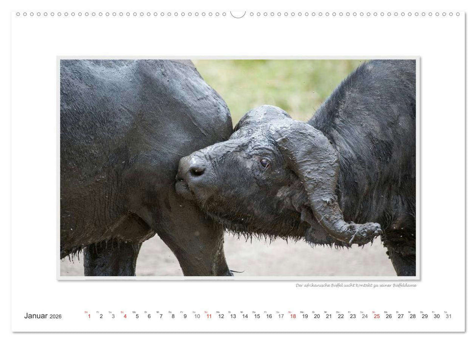 Emotionale Momente: Tierischer Sex. (CALVENDO Premium Wandkalender 2026)