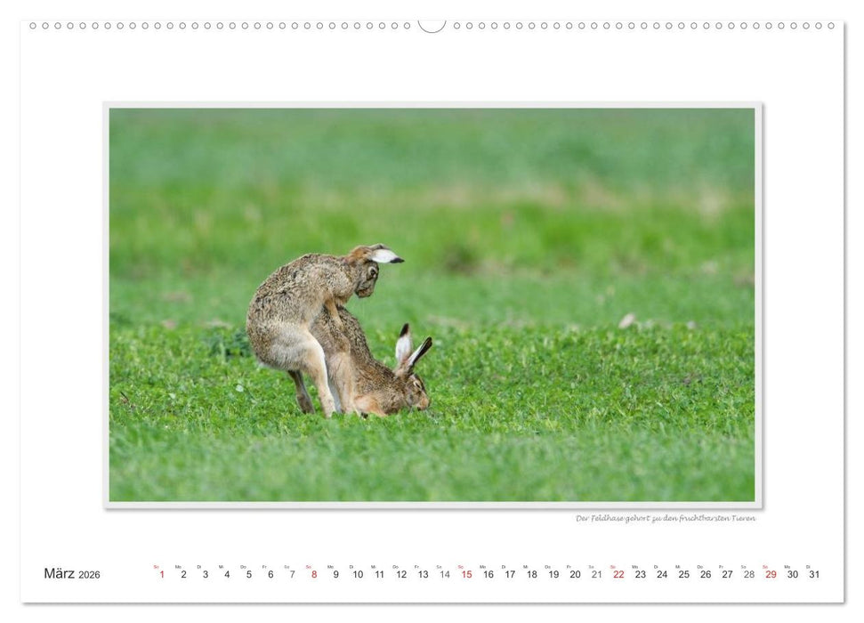 Emotionale Momente: Tierischer Sex. (CALVENDO Premium Wandkalender 2026)