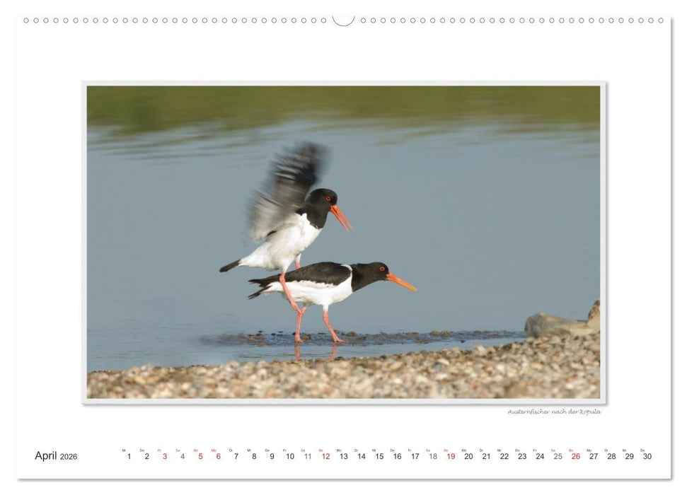 Emotionale Momente: Tierischer Sex. (CALVENDO Premium Wandkalender 2026)