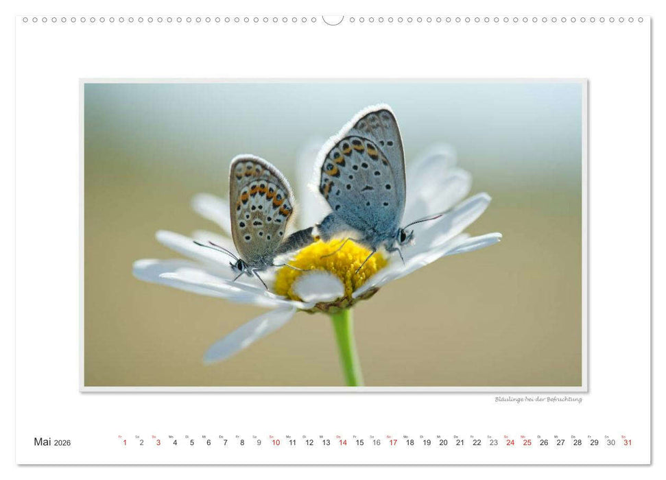 Emotionale Momente: Tierischer Sex. (CALVENDO Premium Wandkalender 2026)