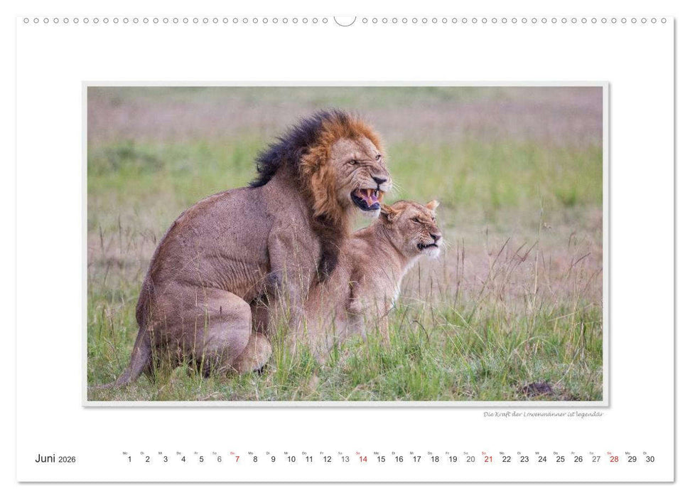 Emotionale Momente: Tierischer Sex. (CALVENDO Premium Wandkalender 2026)