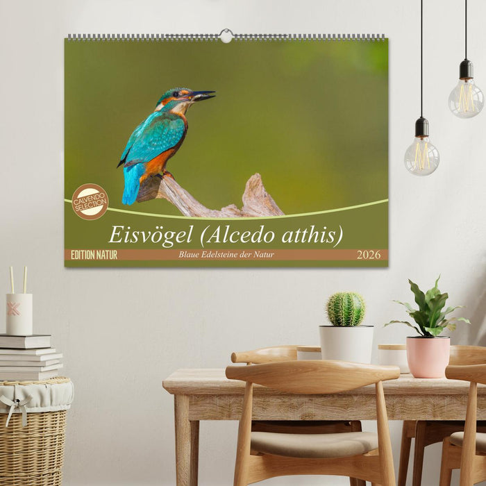 Eisvögel (Alcedo atthis) - Edelsteine der Natur (CALVENDO Wandkalender 2026)