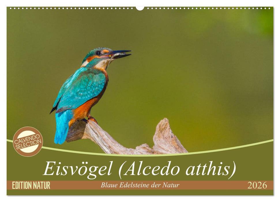Eisvögel (Alcedo atthis) - Edelsteine der Natur (CALVENDO Wandkalender 2026)