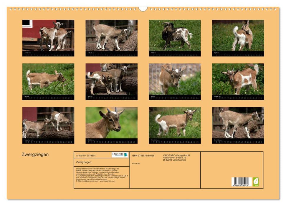 Zwergziegen (CALVENDO Wandkalender 2026)