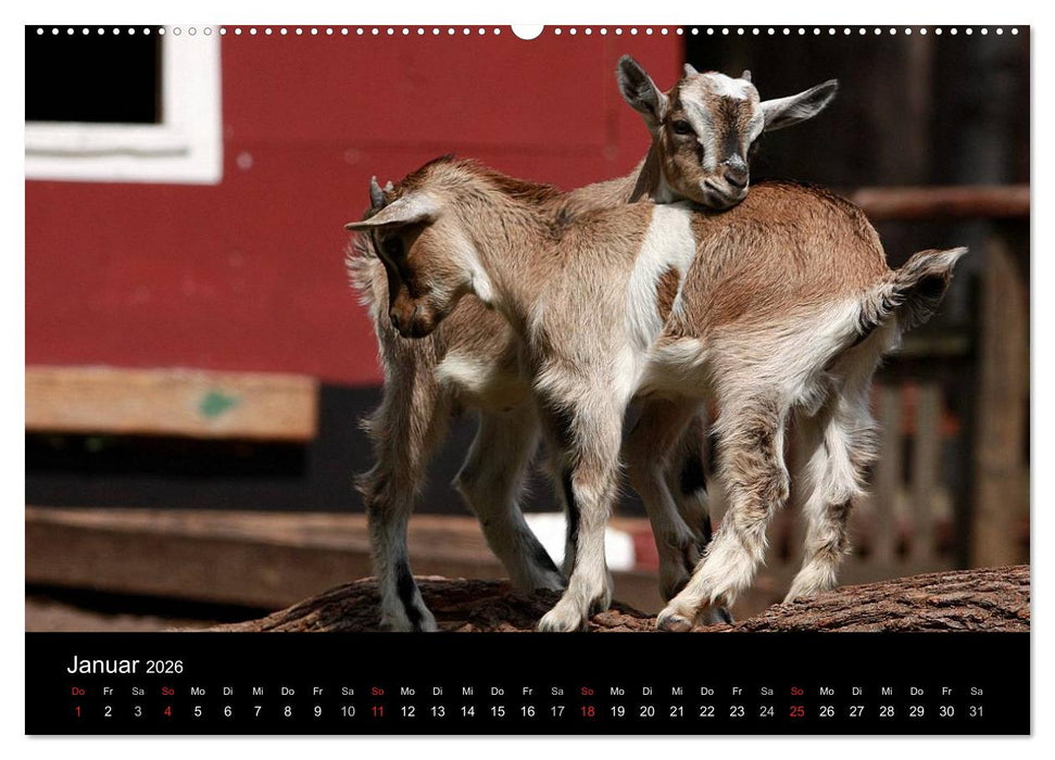 Zwergziegen (CALVENDO Wandkalender 2026)