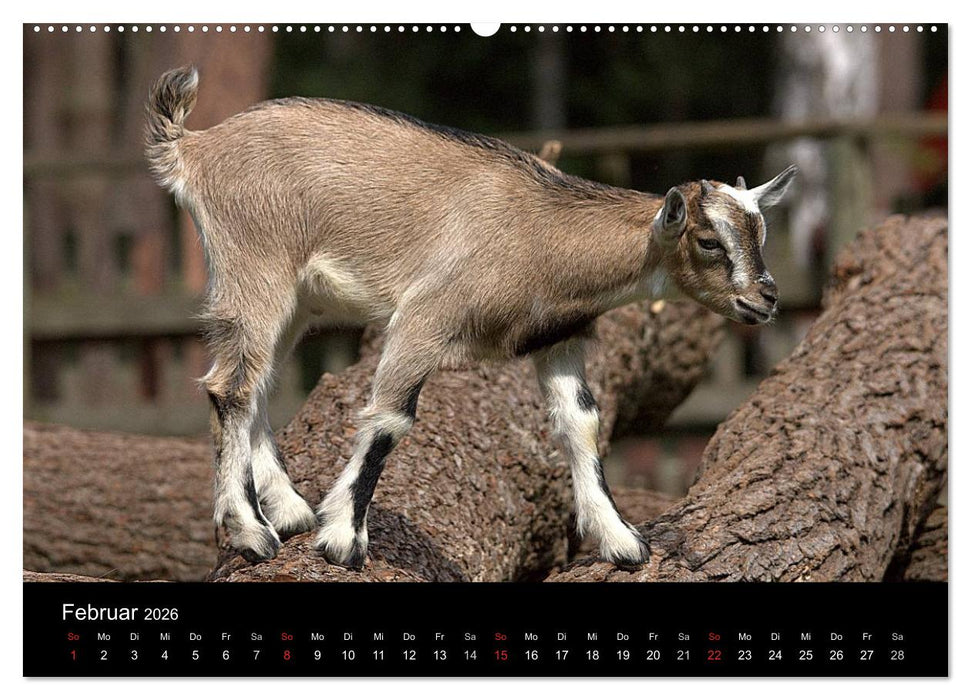 Zwergziegen (CALVENDO Wandkalender 2026)