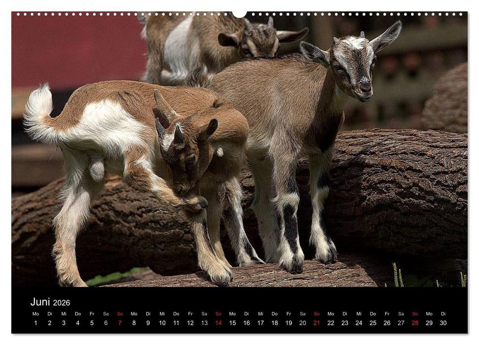 Zwergziegen (CALVENDO Wandkalender 2026)