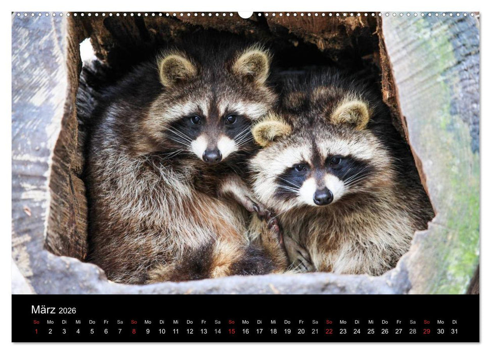 Tierkalender 2026 (CALVENDO Wandkalender 2026)