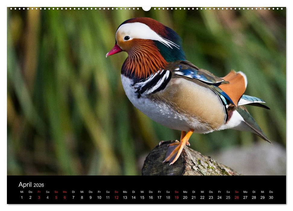 Tierkalender 2026 (CALVENDO Wandkalender 2026)