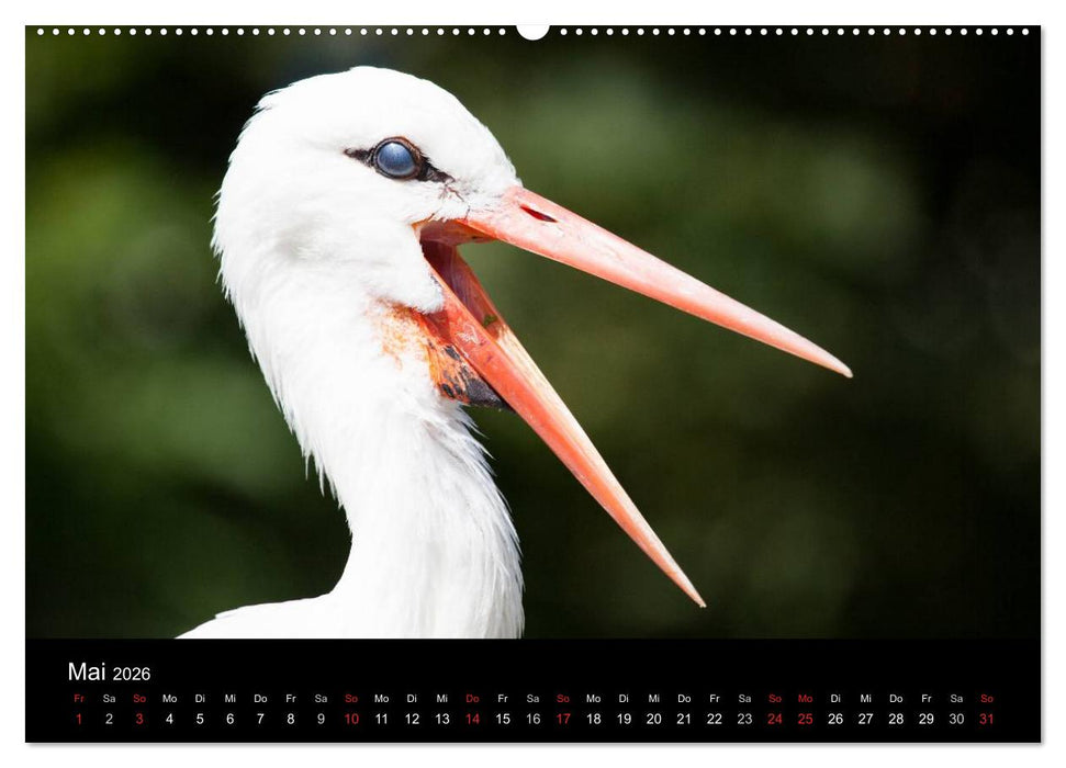 Tierkalender 2026 (CALVENDO Wandkalender 2026)