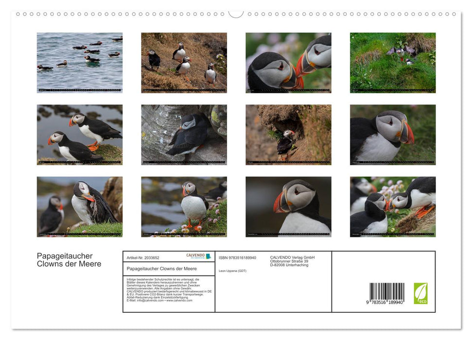 Papageitaucher Clowns der Meere (CALVENDO Premium Wandkalender 2026)