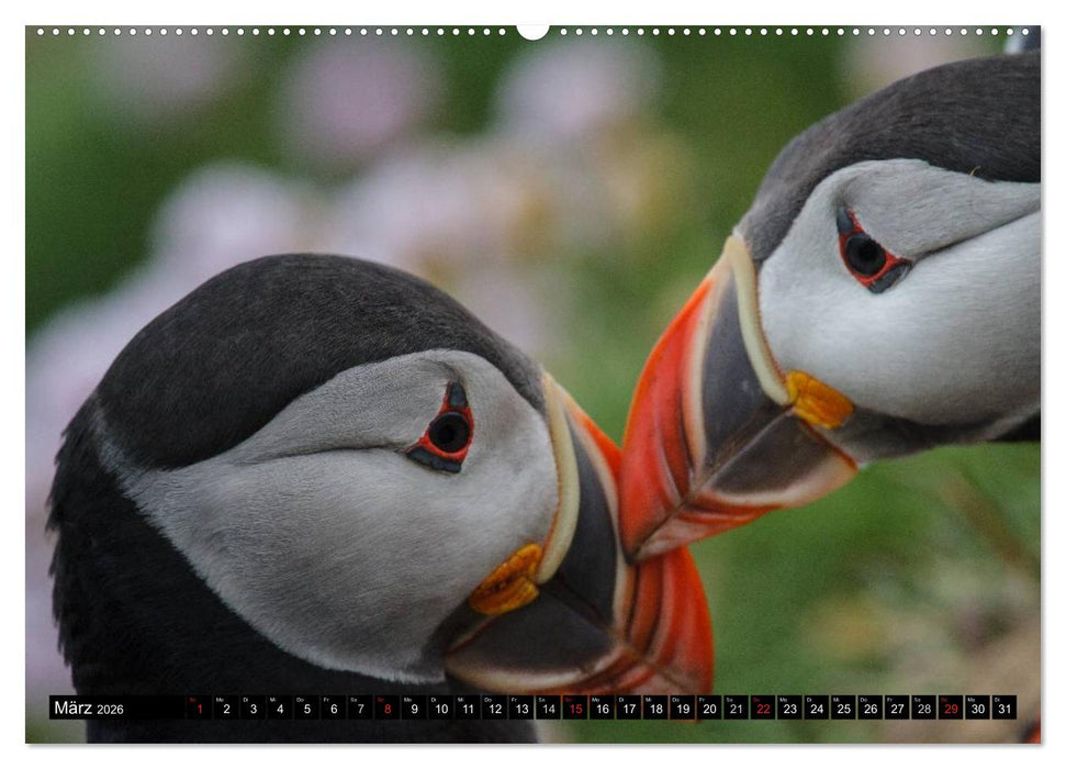 Papageitaucher Clowns der Meere (CALVENDO Premium Wandkalender 2026)