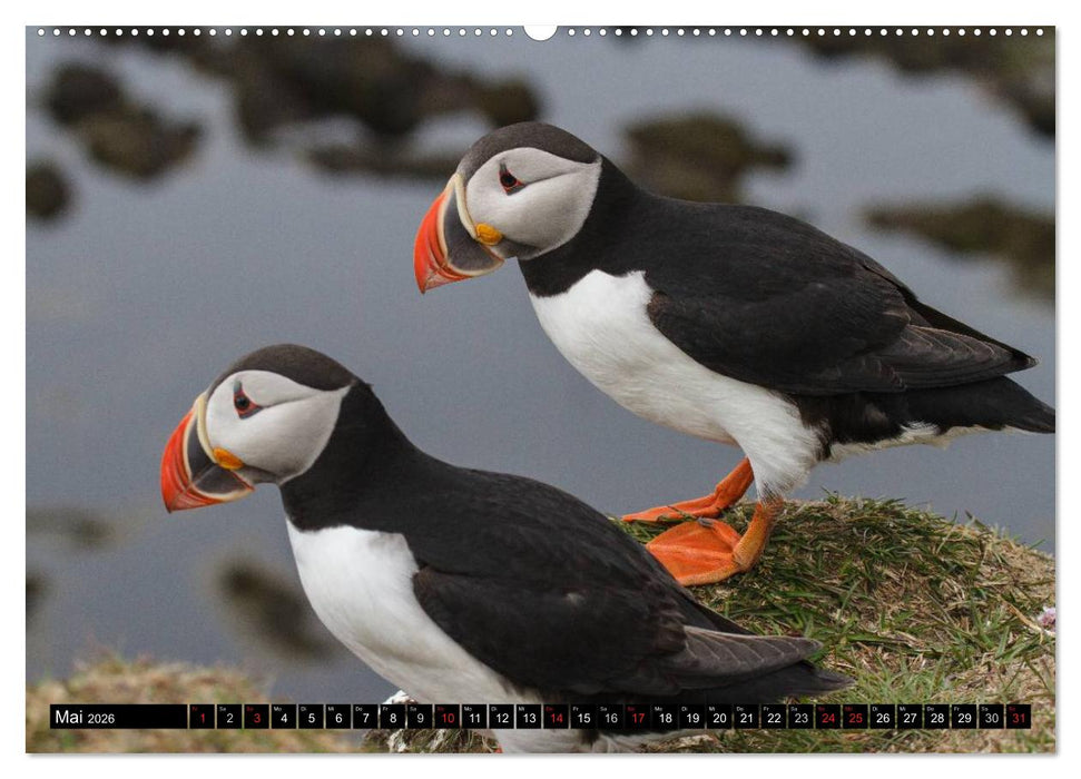 Papageitaucher Clowns der Meere (CALVENDO Premium Wandkalender 2026)