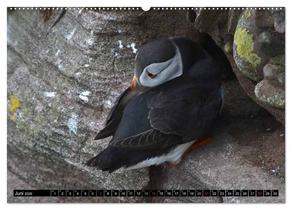 Papageitaucher Clowns der Meere (CALVENDO Premium Wandkalender 2026)