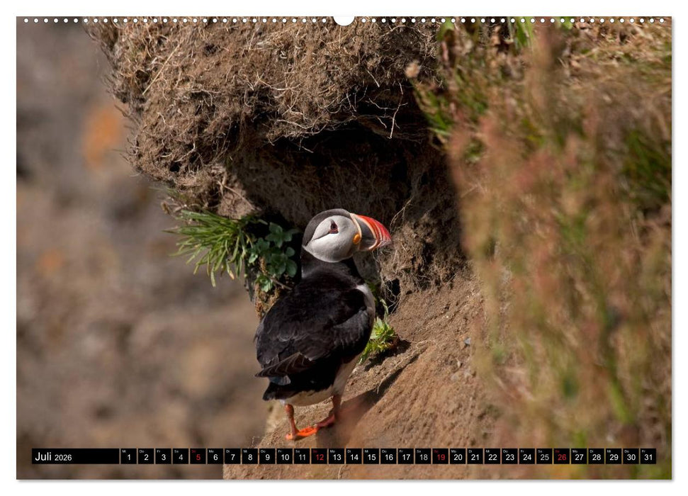 Papageitaucher Clowns der Meere (CALVENDO Premium Wandkalender 2026)