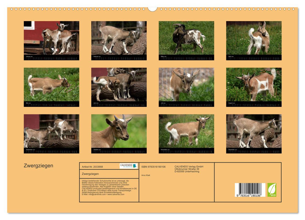 Zwergziegen (CALVENDO Premium Wandkalender 2026)