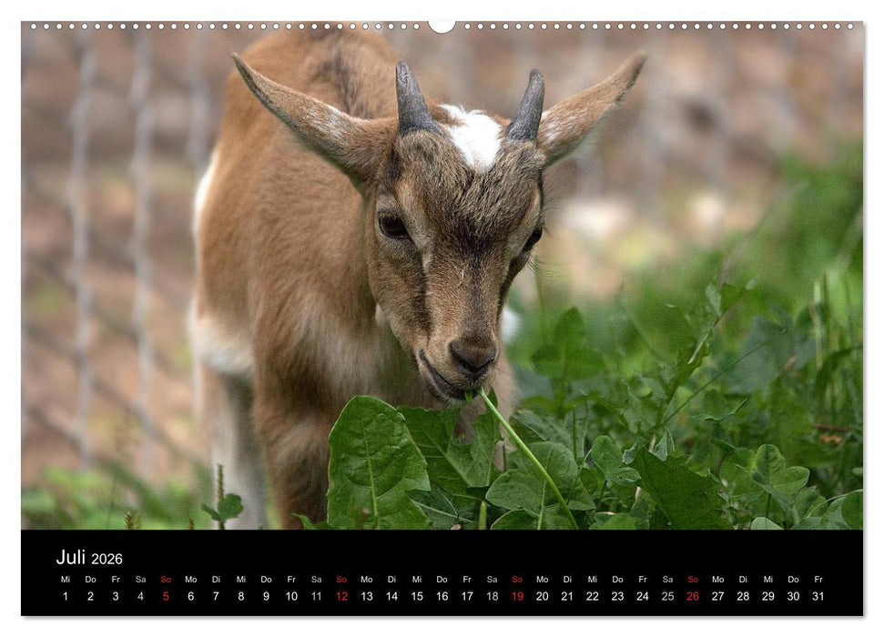Zwergziegen (CALVENDO Premium Wandkalender 2026)