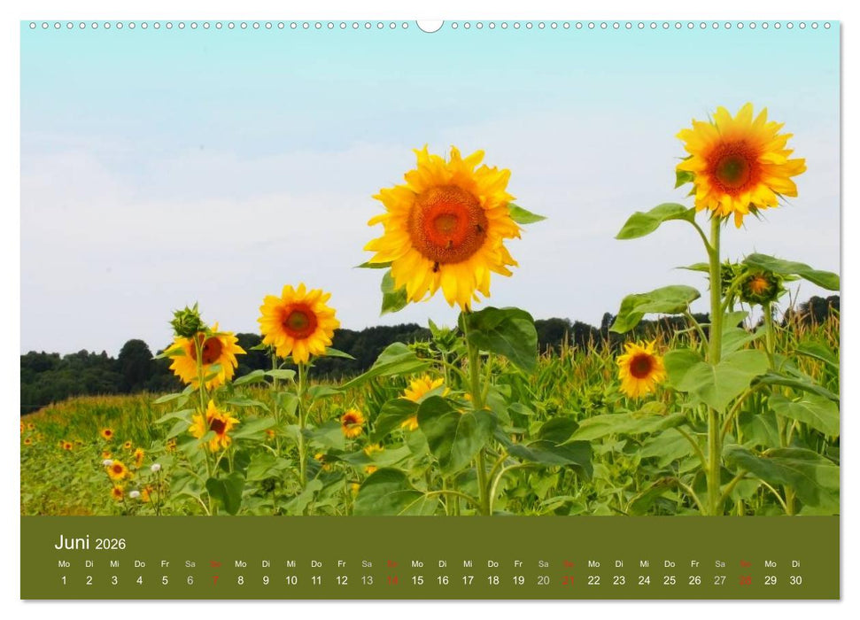 Sonnenblumen - die Blumen der Lebensfreude (CALVENDO Premium Wandkalender 2026)