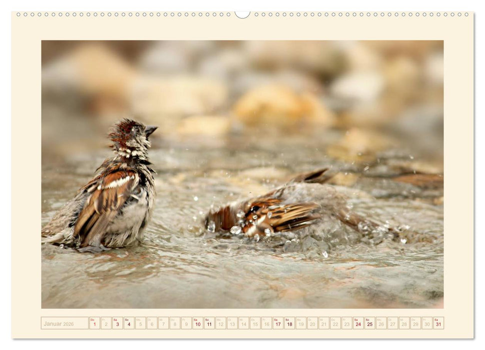 Freche Spatzen (CALVENDO Premium Wandkalender 2026)