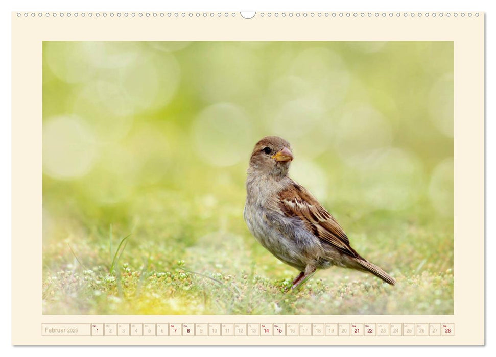 Freche Spatzen (CALVENDO Premium Wandkalender 2026)