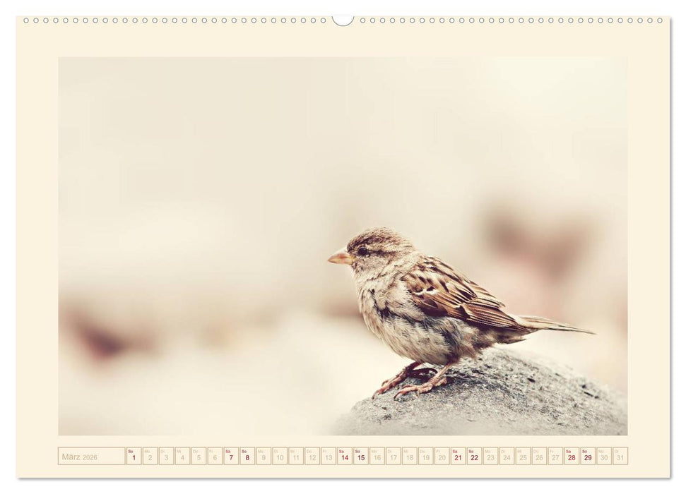 Freche Spatzen (CALVENDO Premium Wandkalender 2026)