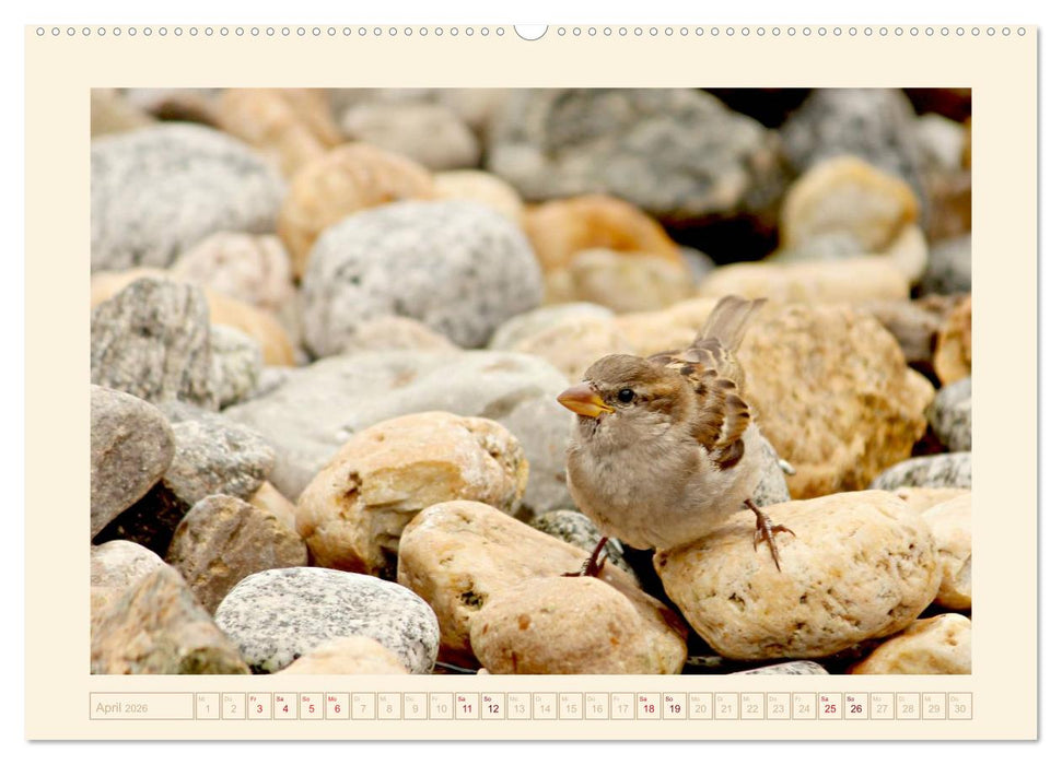 Freche Spatzen (CALVENDO Premium Wandkalender 2026)