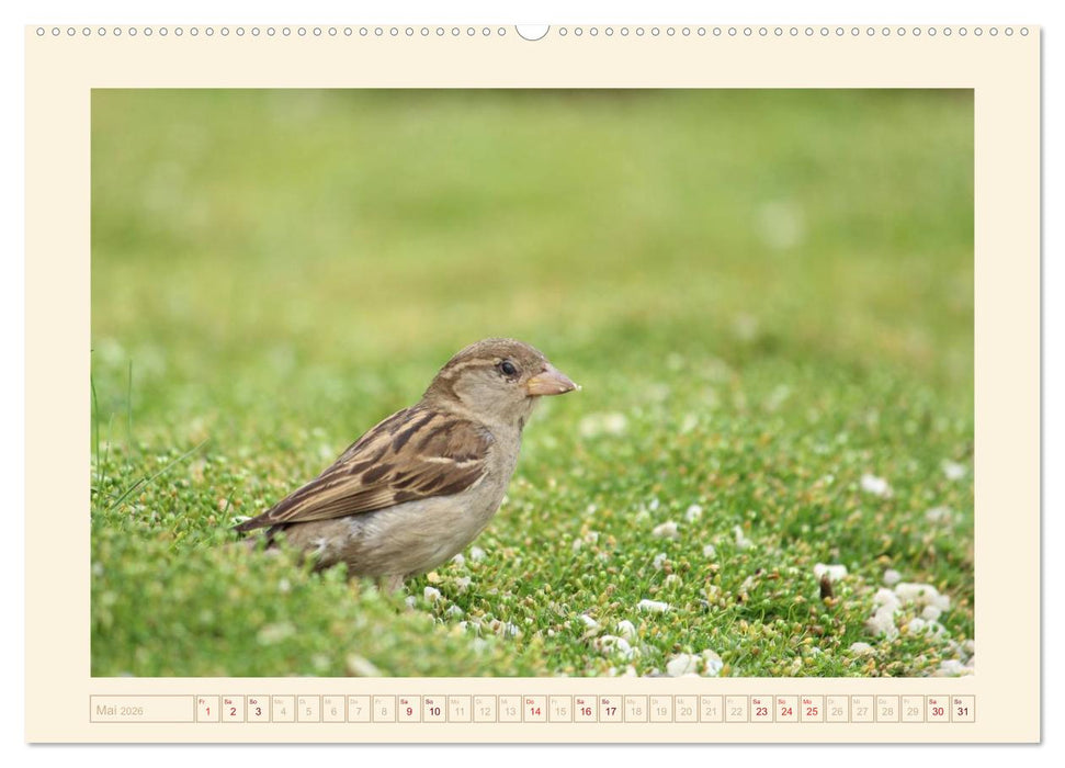 Freche Spatzen (CALVENDO Premium Wandkalender 2026)