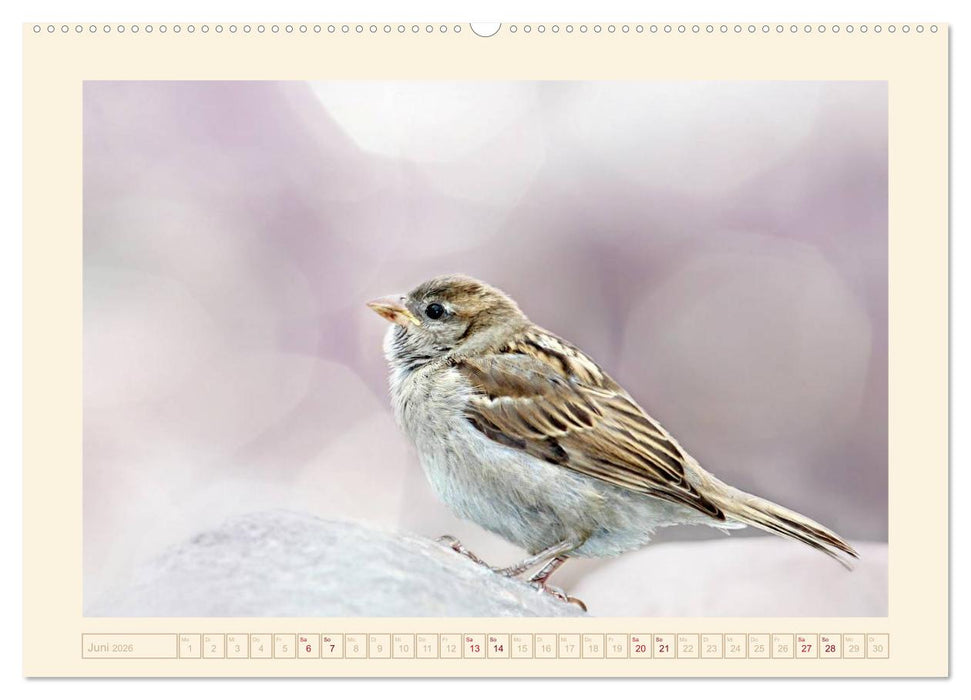 Freche Spatzen (CALVENDO Premium Wandkalender 2026)