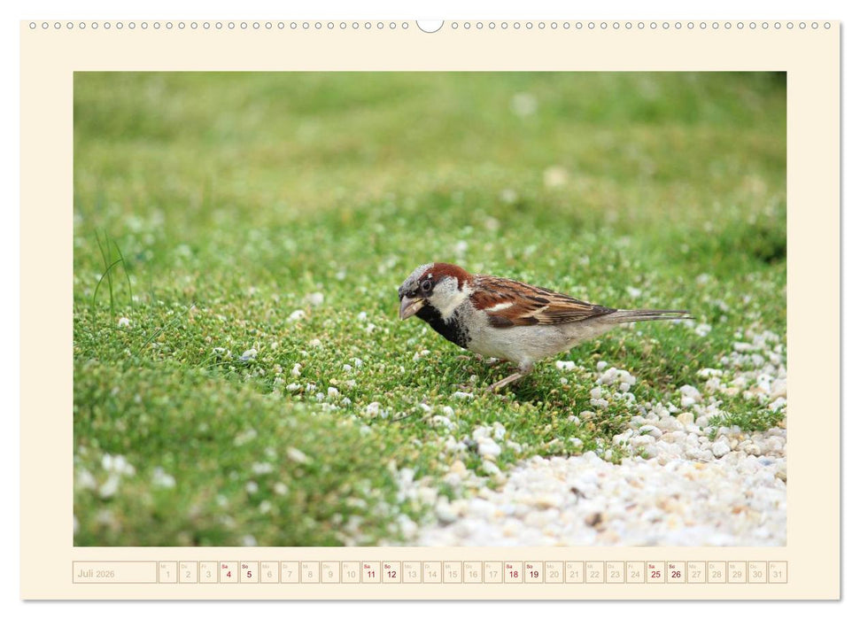 Freche Spatzen (CALVENDO Premium Wandkalender 2026)