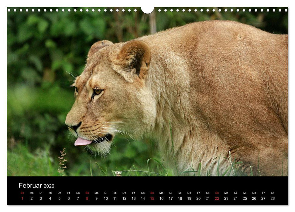 Löwen (CALVENDO Wandkalender 2026)