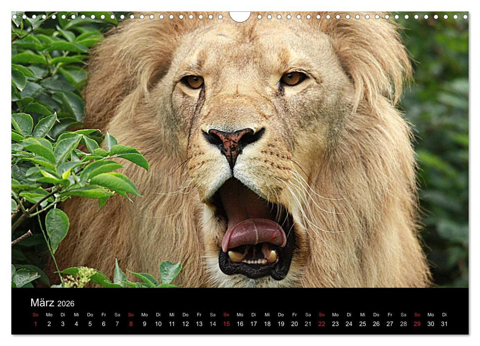 Löwen (CALVENDO Wandkalender 2026)