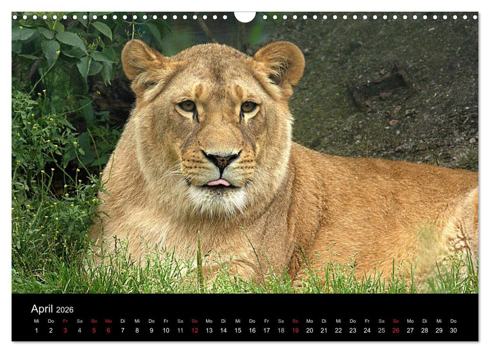 Löwen (CALVENDO Wandkalender 2026)