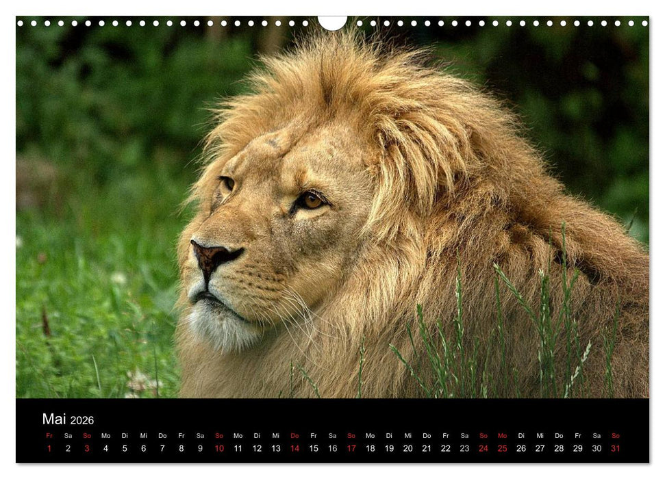 Löwen (CALVENDO Wandkalender 2026)